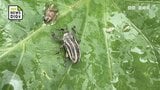 カンショなどに被害　病害虫「ムツスジアシナガゾウムシ」を宮崎県内で初確認|TBS NEWS DIG