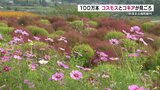 南阿蘇村で秋風に揺れる100万本のコスモス 赤いコキアも見ごろ 熊本 | 熊本のニュース|RKK NEWS|RKK熊本放送