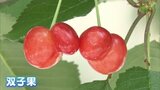 まるで「赤べこ風」も…サクランボの『双子果』増加 去年の猛暑影響 福島 | 福島のニュース│TUF