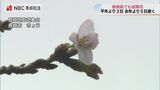 平年よりも3日遅く去年より5日遅くソメイヨシノ開花　長崎　|　長崎のニュース | 天気 | NBC長崎放送