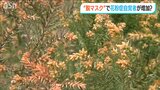 今年は花粉症に一層注意!なぜなら…5類移行『脱マスク』で気が付かないうちに―|TBS NEWS DIG