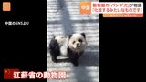 中国の動物園で話題の「パンダ犬」 チャウチャウの毛を染めて人気を呼ぶ姿がまさに「客寄せパンダ」状態|TBS NEWS DIG