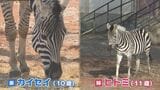 700キロの大移動！シマウマ姉弟が熊本から大阪へ　熊本市動植物園の『サバンナ構想』でお引っ越し　|　熊本のニュース｜RKK NEWS｜RKK熊本放送