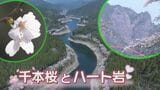 ”絶景”恋人たちの聖地 八女市の日向神ダムを彩る千本の桜とハート岩|TBS NEWS DIG