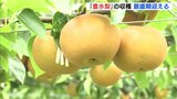 猛暑と水不足から農家が守り切ったおいしいナシ「豊水梨」の収穫が最盛期　広島　|　RCC NEWS | 広島ニュース | RCC中国放送