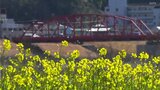 四万十川河川敷で“菜の花”が5分咲き 見ごろは3月上旬ごろ 高知・四万十市 | 高知のニュース・天気|KUTV NEWS | KUTVテレビ高知