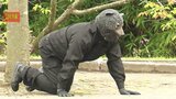 「クマが住宅街を動き回った」想定で関係機関が合同訓練　爆竹でクマを追い立て→猟友会が警察の発砲命令を受けてから駆除　動きを確認　|　青森のニュース│ATV NEWS│青森テレビ