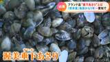 地域ブランド「渥美垂下あさり」の出荷が始まる 日本一の漁獲量誇る愛知のアサリの現状は | 名古屋・愛知・岐阜・三重のニュース【CBC news】 | CBC web