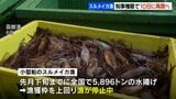 休止続くスルメイカ漁が10日再開へ 知事の権限で上限400トンまで特例措置【北海道】 | 北海道のニュース|HBC北海道放送