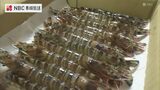 車えびの出荷が最盛期 長崎県五島市久賀島の養殖場 　|　長崎のニュース | 天気 | NBC長崎放送
