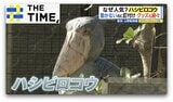 「パンダとともに人気トップ3に入る」…なぜ人気?“動かない鳥”「ハシビロコウ」【THE TIME,】|TBS NEWS DIG