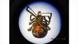 毒グモのセアカゴケグモ 【生息場所やかまれた場合の処置など】 山梨市で県内3例目確認 | 山梨のニュース | UTYテレビ山梨