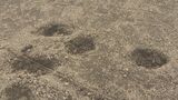 「足音も聞こえない」クマに襲われた女性 当時の状況を語る「覆いかぶさってきた」長野・木島平村|TBS NEWS DIG
