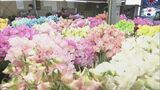花言葉は「門出」「旅立ち」 卒業式などに人気のスイートピー出荷最盛期 三重県御浜町|TBS NEWS DIG