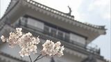 「城とサクラで日本の美」鶴ヶ城公園でサクラ見頃 多くの観光客でにぎわう 福島・会津若松市 | 福島のニュース│TUF