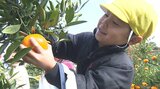 幼稚園児がミカン狩りを楽しむ 冬の味覚をみんなで味わう 大分 | 大分のニュース|OBS NEWS|大分放送