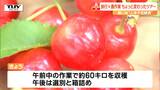 さくらんぼを収穫するのは旅行客！旅行しながら楽しく人手不足解消って？農家は「ツアーで人材確保ありがたい」（山形・天童市）　|　山形のニュース│TUYテレビユー山形