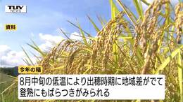 「はえぬき」9月1日、「つや姫」9月8日から収穫 県産米の刈り取りは平年より早まる見込み 品質向上に向け関係者が生育状況など確認(山形)|TBS NEWS DIG