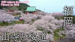山寺と桜道 福岡県岡垣町【JNN sakuraドローンDIG】|TBS NEWS DIG