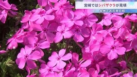 「すごく気持ちがいい」宮崎市でシバザクラ見ごろ　桜に似たピンク色の花を咲かせる|TBS NEWS DIG