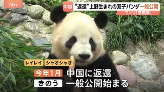 双子パンダ「シャオシャオ」「レイレイ」中国・四川省で一般公開スタート 日本から来たファンの姿も…「感無量」 今年1月に上野動物園から返還| TBS CROSS DIG with Bloomberg