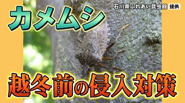 気づけば家の中に…お邪魔虫「カメムシ」正体と対策は？ | TBS NEWS DIG