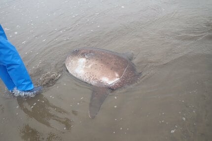 新潟市の海で『ヤリマンボウ』漂着 ⇒ 状態も良く“冷蔵標本”として