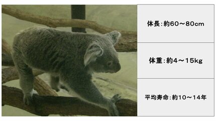 コアラ公開から40年…衝撃のかわいさに日本中が夢中になった日（1984年