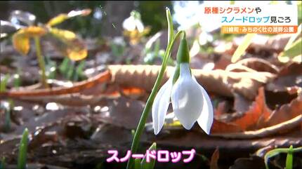 早春の「シクラメン」「スノードロップ」見ごろ みちのく杜の湖畔公園