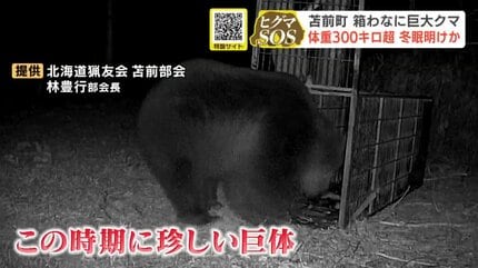 なんでこんなに太ってるの」330キロ超の巨大ヒグマを捕獲【北海道苫前