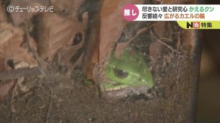 富山の「かえるクン」カエルになりきる小学5年生 どっぷりハマッて
