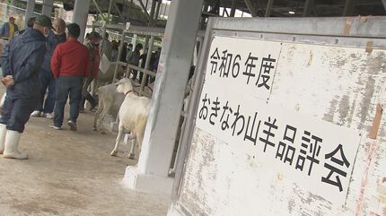 沖縄ナンバーワンの「肉用ヤギ」決まる 上位に選ばれたヤギの運命は