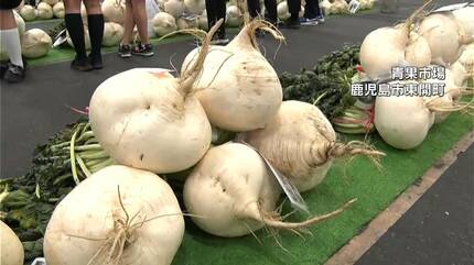最後の思い出」閉校する桜島の小学生が作った桜島大根が競り ギネス