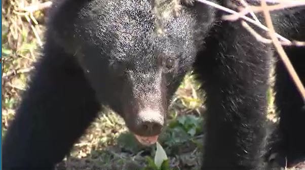 【クマ】目撃件数が減少…人が襲われる被害は起きていない…長野・箕輪町で「ゾーニング」クマの生息域と人が生活するエリアを区切る…境界では見通しをよくするため草刈りや電気柵も　|　SBC NEWS | 長野のニュース | SBC信越放送