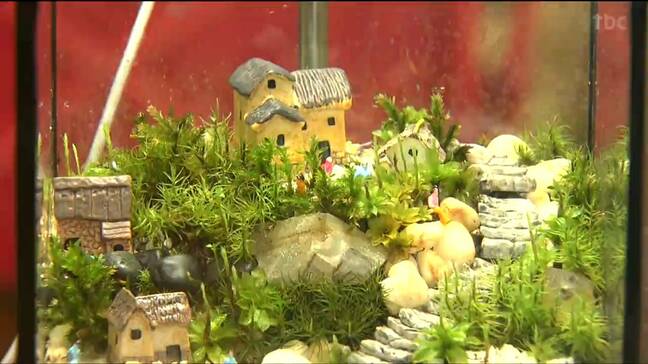 「ふわふわで可愛くて増やしたくなる」コケの魅力とは? 宮城・栗原市で“苔フェスティバル”開催|TBS NEWS DIG