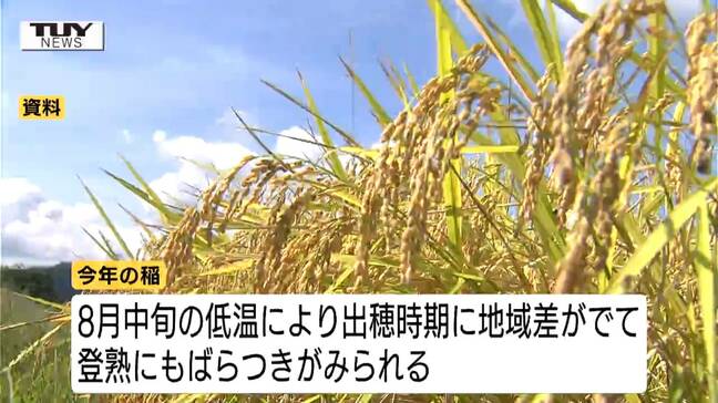 「はえぬき」9月1日、「つや姫」9月8日から収穫　県産米の刈り取りは平年より早まる見込み　品質向上に向け関係者が生育状況など確認（山形）|TBS NEWS DIG