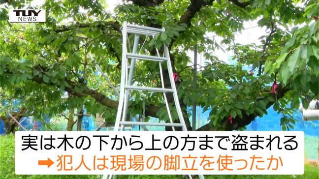 実は木の下から上の方まで...収穫前のさくらんぼ約40キロ盗まれる 犯人は収穫に使う脚立を使ったか(山形・南陽市)|TBS NEWS DIG