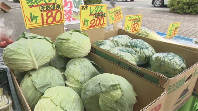 「平年並みの相場になってきた」野菜の価格落ち着く キャベツ1玉、一時は330円→180円 山梨|TBS NEWS DIG