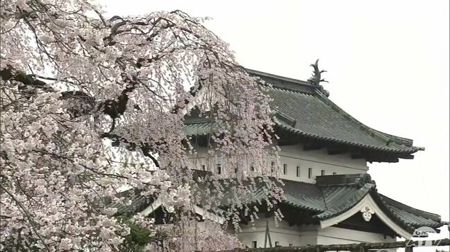 「満開で大興奮」全国有数のサクラの名所・弘前公園の園内が満開 青森県弘前市|TBS NEWS DIG