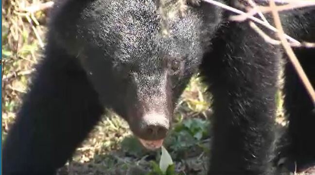 【山菜採りを控えて…！！】連休中に「クマ」の目撃が相次いだ長野・飯山市が住民に呼びかけ「山菜採りに夢中になって、クマに気がつかないかも…」少なくとも5月いっぱいは注意を|TBS NEWS DIG