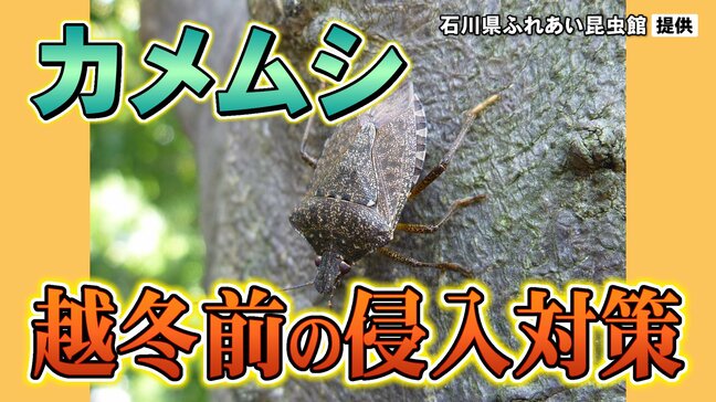 気づけば家の中に…お邪魔虫「カメムシ」正体と対策は？|TBS NEWS DIG