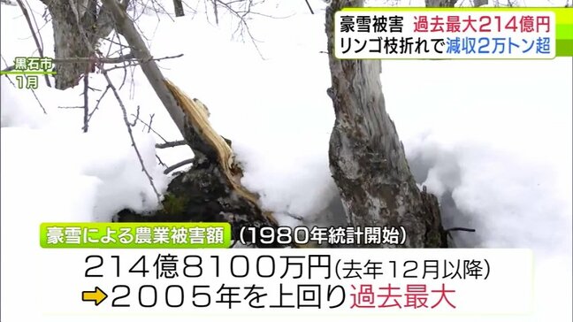 【詳報】「額面としては史上最大の被害」冬の“豪雪”による農業被害額は214億8100万円で過去最大に　「リンゴ枝折れ」202億円余・「パイプハウスの倒壊」約4億円など　青森県|TBS NEWS DIG