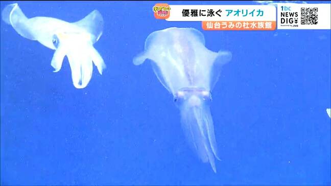 寿命1年のアオリイカ 継続展示を可能にした秘密とは【仙台うみの杜水族館】|TBS NEWS DIG