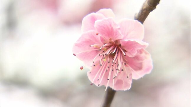 1000本のウメの花　郡山市の名所「梅の里」にぎわう　福島|TBS NEWS DIG