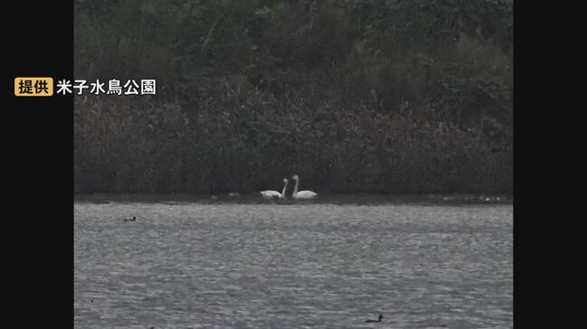 冬の使者「コハクチョウ」初飛来…「冬鳥を目で見て楽しんでいただきたい」|TBS NEWS DIG
