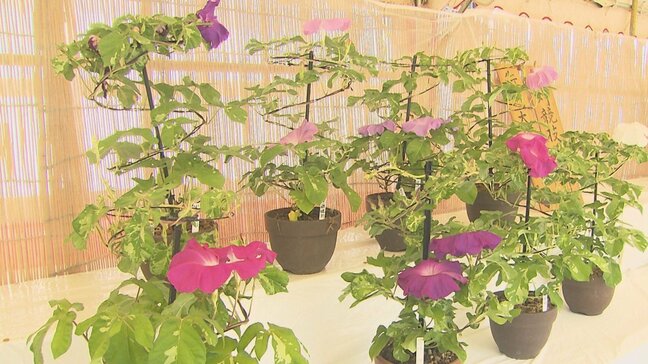 夏の風物詩「朝顔展」始まる　色とりどり60点展示　大分|TBS NEWS DIG