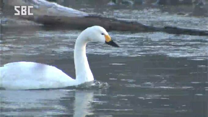 日本海側の大雪による影響か　安曇野で越冬するコハクチョウ　今シーズン最多の600羽以上に　長野　|　SBC NEWS | 長野のニュース | SBC信越放送