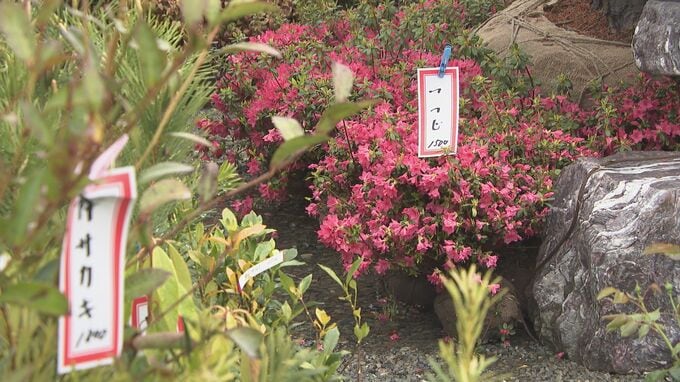 春の久留米市田主丸植木まつり開幕　ツツジや果樹など色とりどり　5月7日まで　山口|TBS NEWS DIG