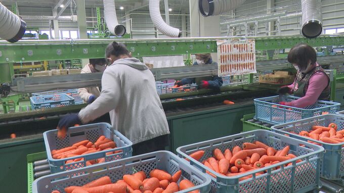 甘くてフルーティー 小松市で「秋冬にんじん」初出荷　|　石川県のニュース｜MRO北陸放送