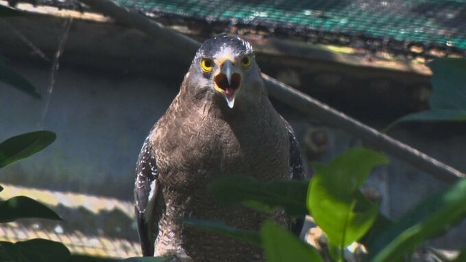 絶滅危惧種「カンムリワシ」の生態を学ぶイベント　沖縄こどもの国|TBS NEWS DIG